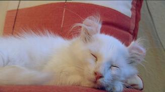 American Curl: verschmuste Katzen