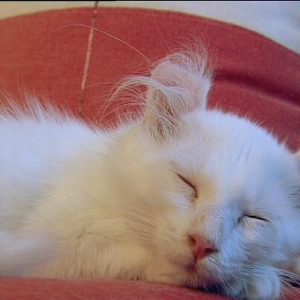 tiergeschichten2 americancurl tiergeschichten2 americancurl