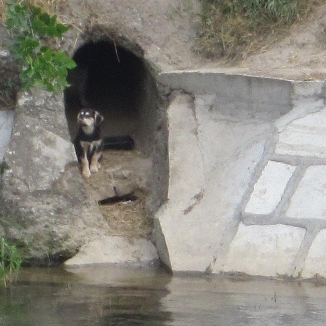 Tiergeschichten 3 - Kanalrohr-Hund Tiergeschichten 3 - Kanalrohr-Hund
