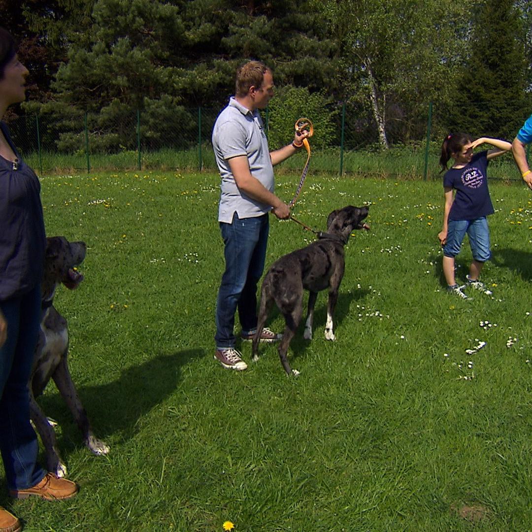 Vorschau Doggen.jpg Vorschau Doggen.jpg
