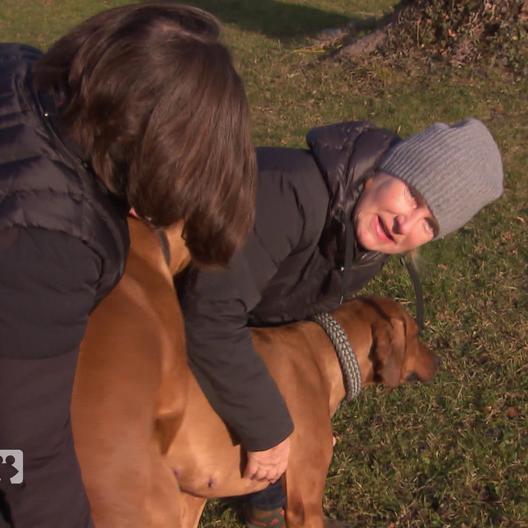 Gibt es bald Ridgeback-Nachwuchs?