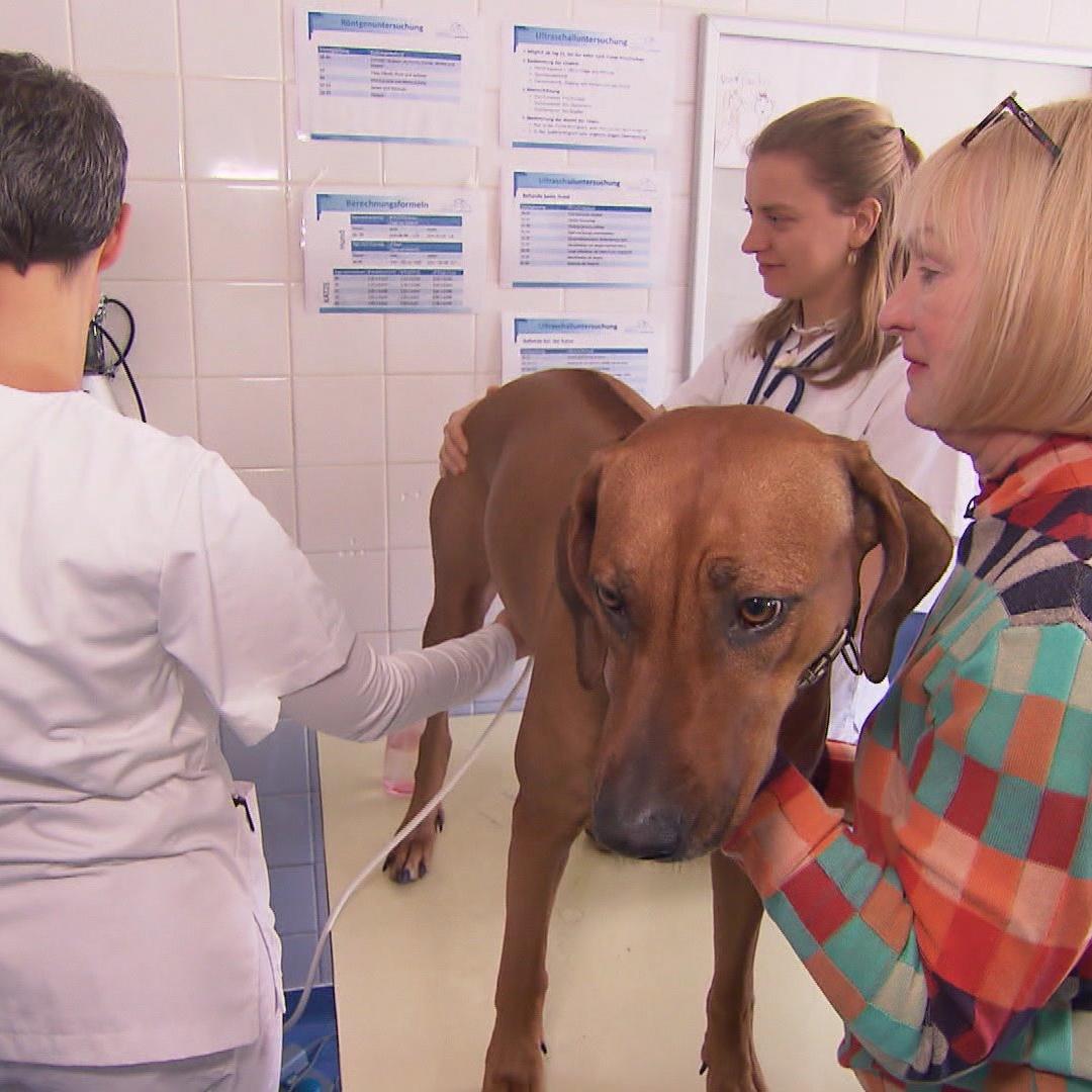 hundkatzemaus 20250613 hundezucht - 4 hundkatzemaus 20250613 hundezucht - 4