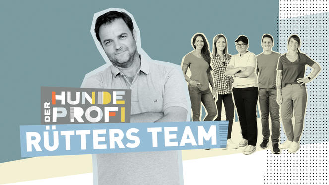 Jetzt für "Der Hundeprofi - Rütters Team" bewerben!
