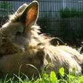 tiergeschichten2 tiergeschichten2