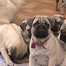 mops-welpen mops-welpen