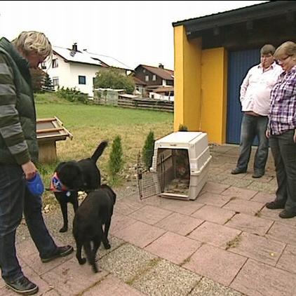 tiere in not fank weber hund vita tiere in not fank weber hund vita