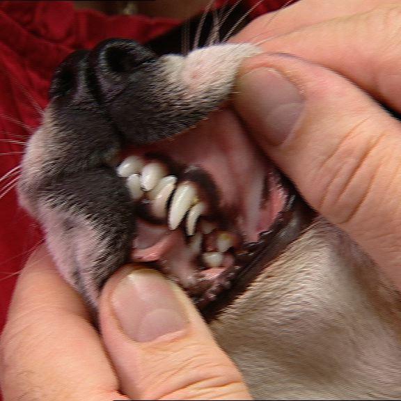 Vorschau3 - Dr. Wolf - Hund mit Milchzhnen Vorschau3 - Dr. Wolf - Hund mit Milchzhnen