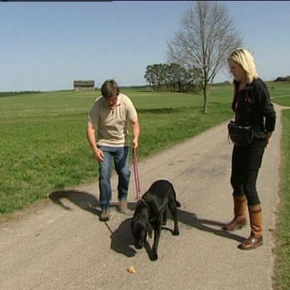 tiergeschichten1 labrador training tiergeschichten1 labrador training