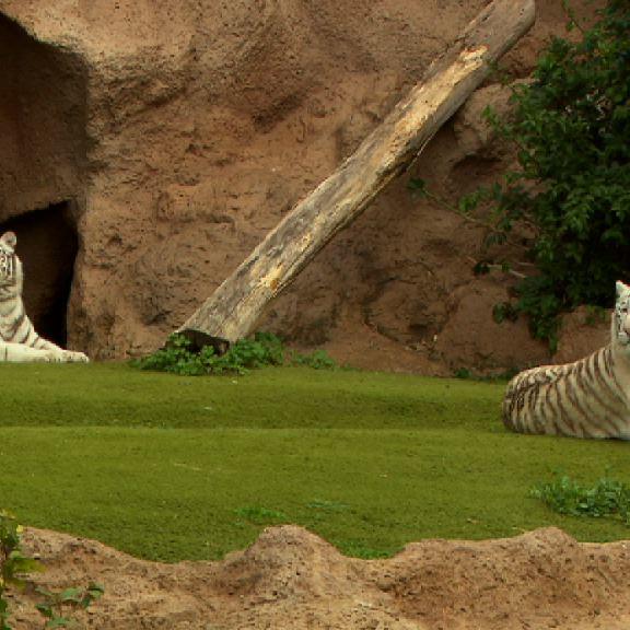 Loro Park Weisse Tiger Loro Park Weisse Tiger