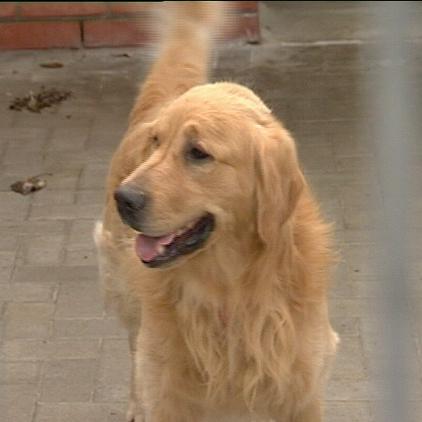 tiergeschichten3 Golden Retriever Charly tiergeschichten3 Golden Retriever Charly