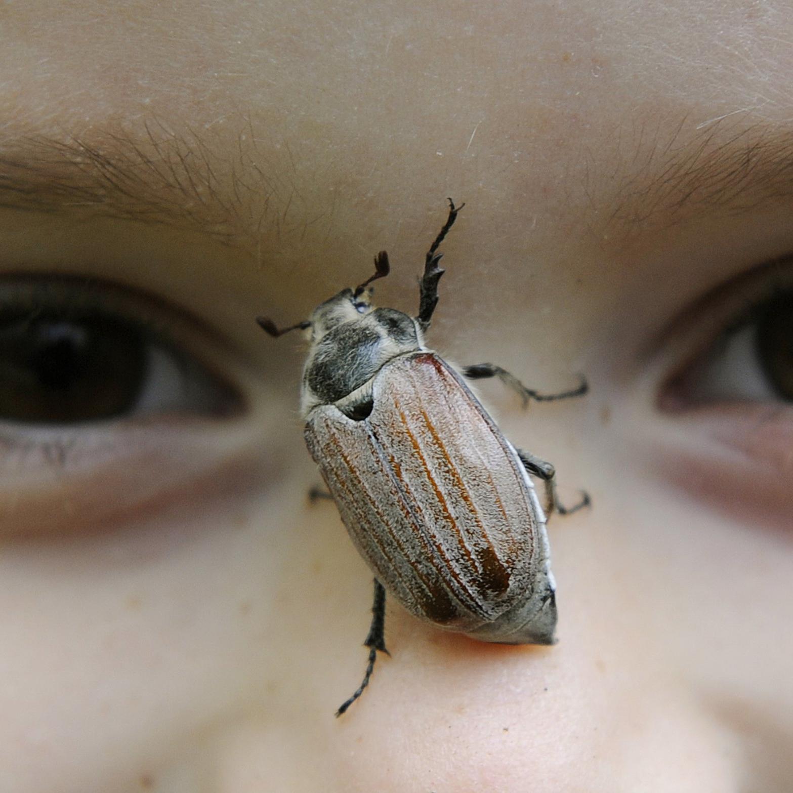 Maikäfer schwärmen zu Milliarden aus Maikäfer schwärmen zu Milliarden aus