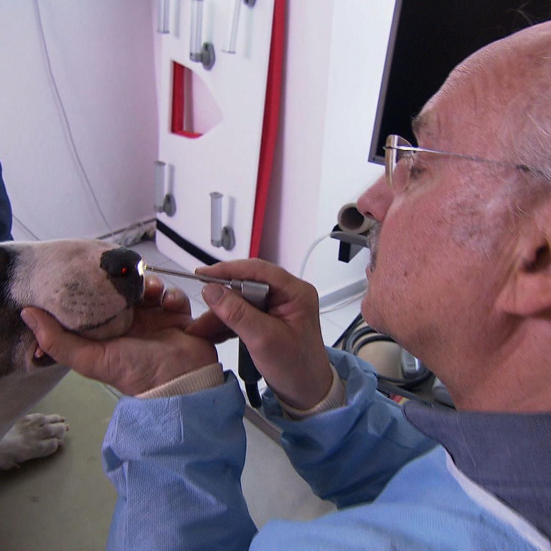 Sprechstunde - Dr. Wolf und Hund mit Nasenbluten Sprechstunde - Dr. Wolf und Hund mit Nasenbluten
