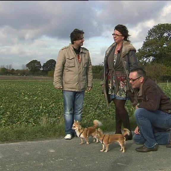 hundeprofi b hundeprofi b