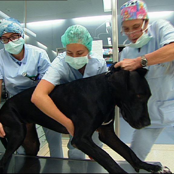 tk berlin dogge beinfehlstellung tk berlin dogge beinfehlstellung