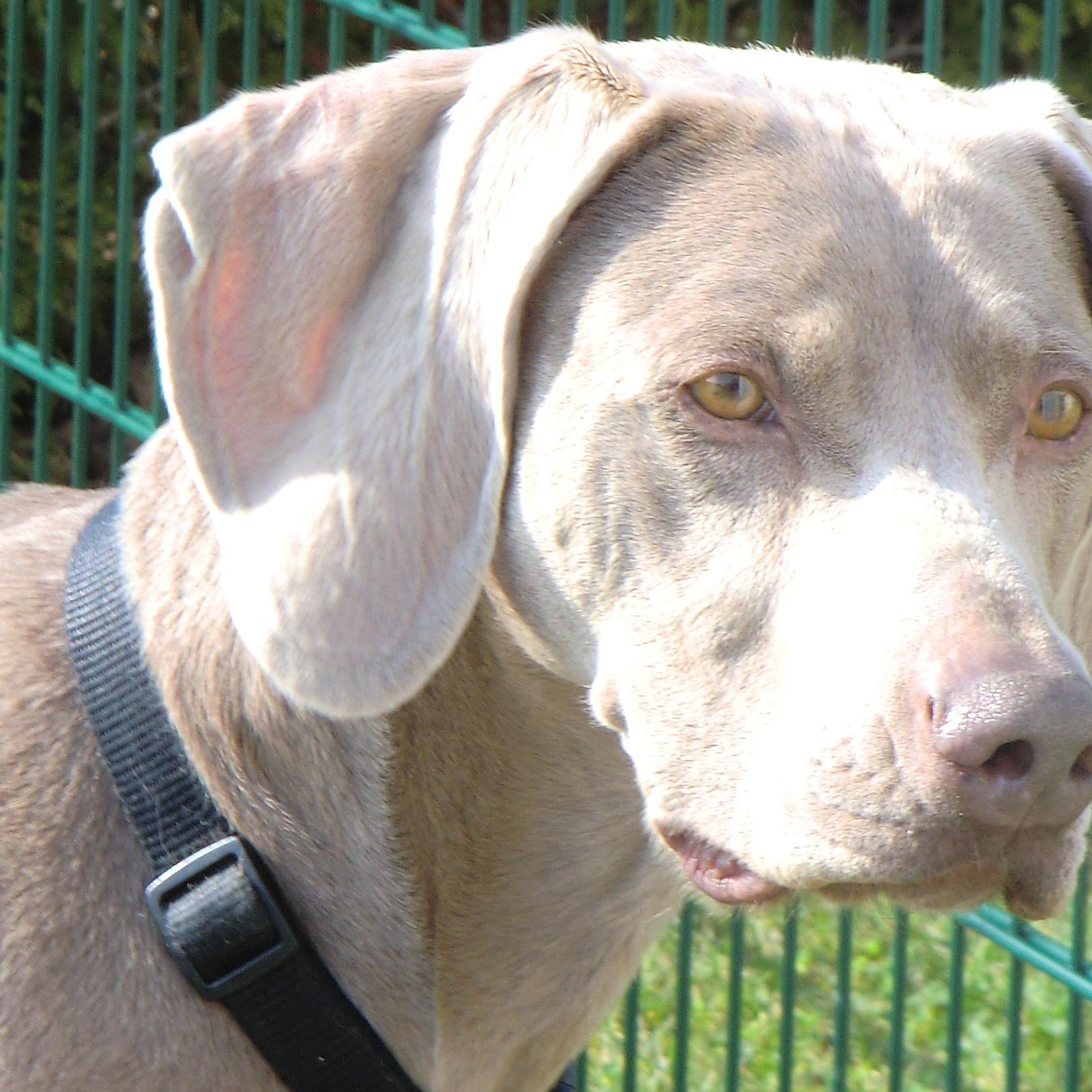 Tiere in Not 4 - Zera