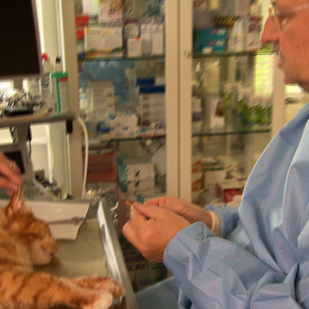 Sprechstunde - Dr. Wolf und Katze Ohrpolyp Sprechstunde - Dr. Wolf und Katze Ohrpolyp