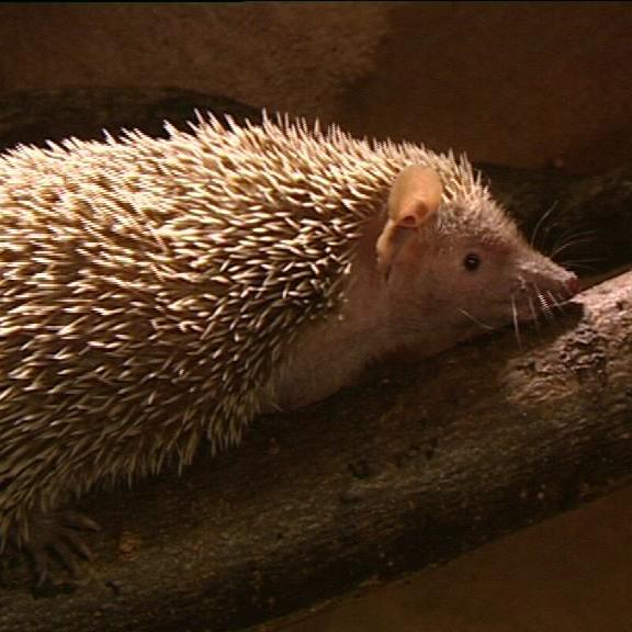 tiergeschichten2 1 tiergeschichten2 1