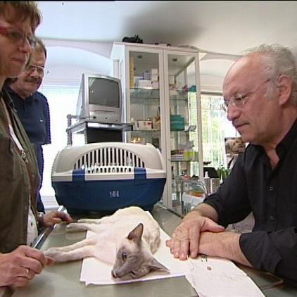 vorschau dr wolf und katze vorschau dr wolf und katze