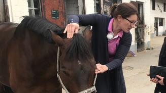 Kann Katrin dem kranken Pferd helfen?