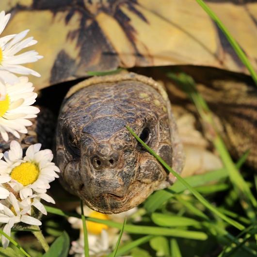 Tiere in Not - VOX-DOCMA TV - Frank Weber sucht ein neues Zuhause fr Landschildkrten