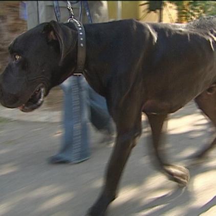 tierschutz auf malle dogge samir rockstars mit herz tierschutz auf malle dogge samir rockstars mit herz