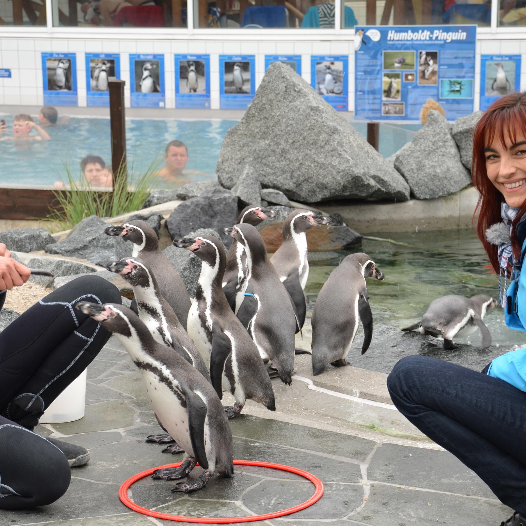 Tiergeschichten 2 - Bild 1 - Pinguine-Diana-Nicolle Mller Tiergeschichten 2 - Bild 1 - Pinguine-Diana-Nicolle Mller