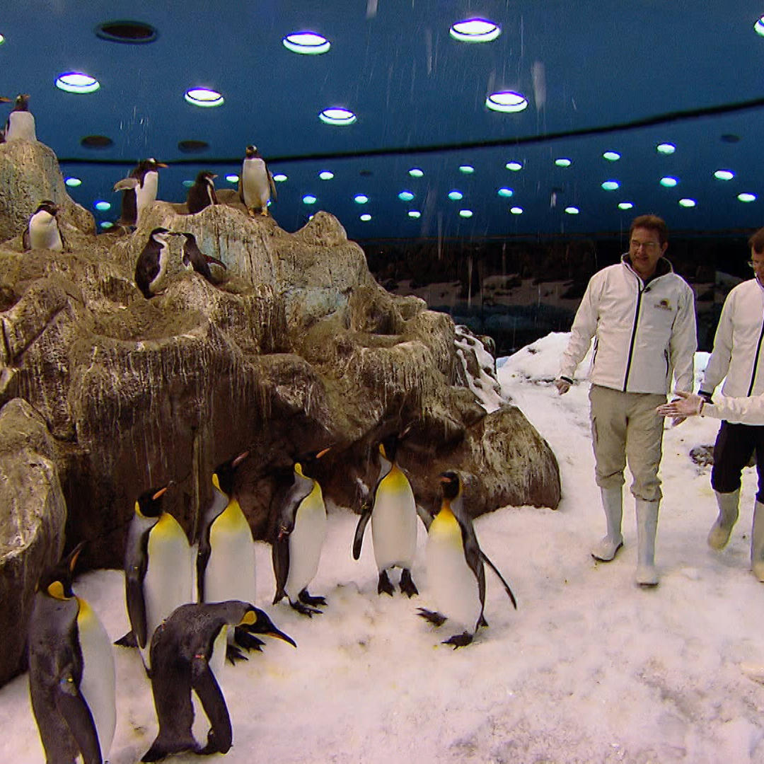 Loro Parque Pinguine.VOX Loro Parque Pinguine.VOX