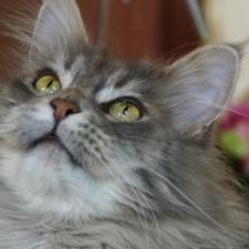 Tiergeschichten 2 - Bild 1 - Maine Coon Tiergeschichten 2 - Bild 1 - Maine Coon