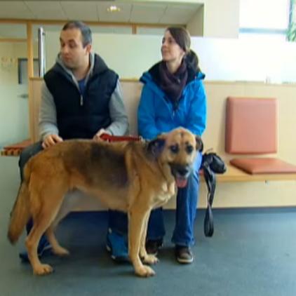 tk bielefeld hund tk bielefeld hund