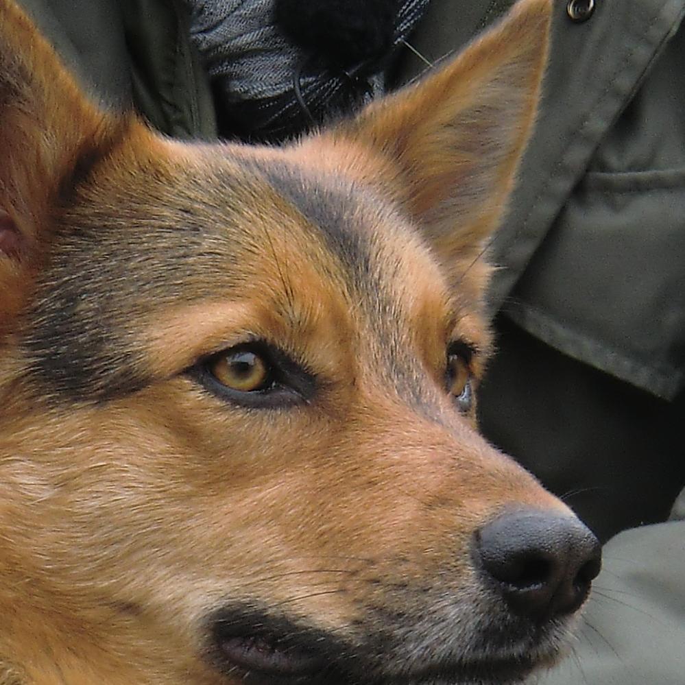 Tiere in Not 3 - Amy