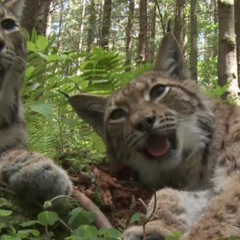Vorschau1 - VOX - Reinschmidt trifft Luchs in der Slowakei Vorschau1 - VOX - Reinschmidt trifft Luchs in der Slowakei