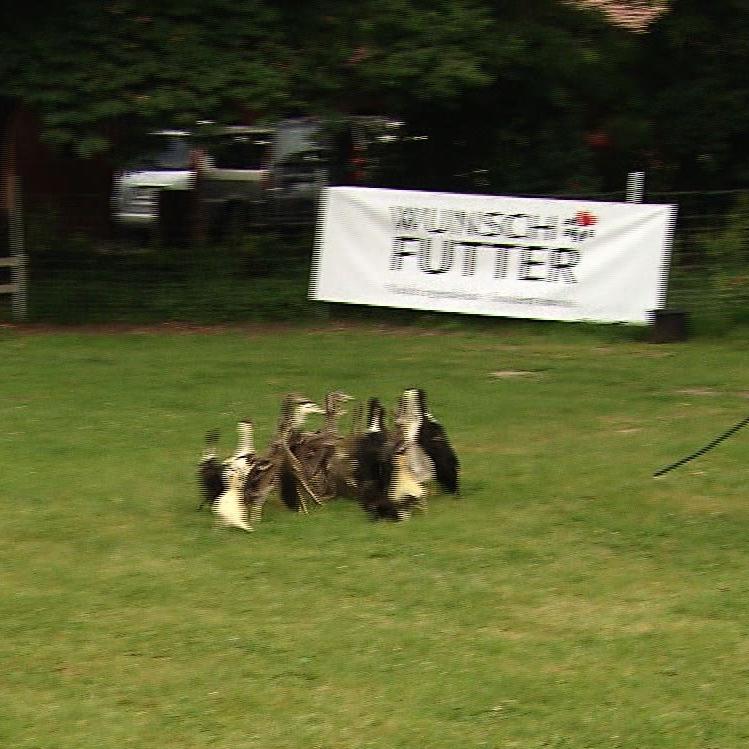 Tiergeschichten3 - VOX - Florian und Lou beim Training