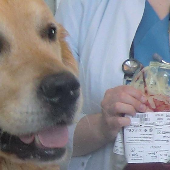 Medizin-Lexikon - VOX DOCMA TV - Hund beim Blutspenden