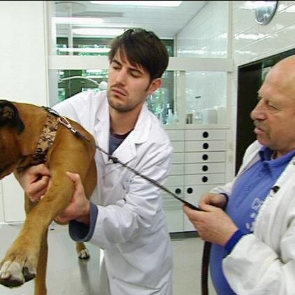 tk berlin hund max tk berlin hund max