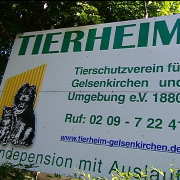 tierheim gelsenkirchen a tierheim gelsenkirchen a