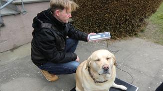 Nützliche Funktionskleidung für Hunde