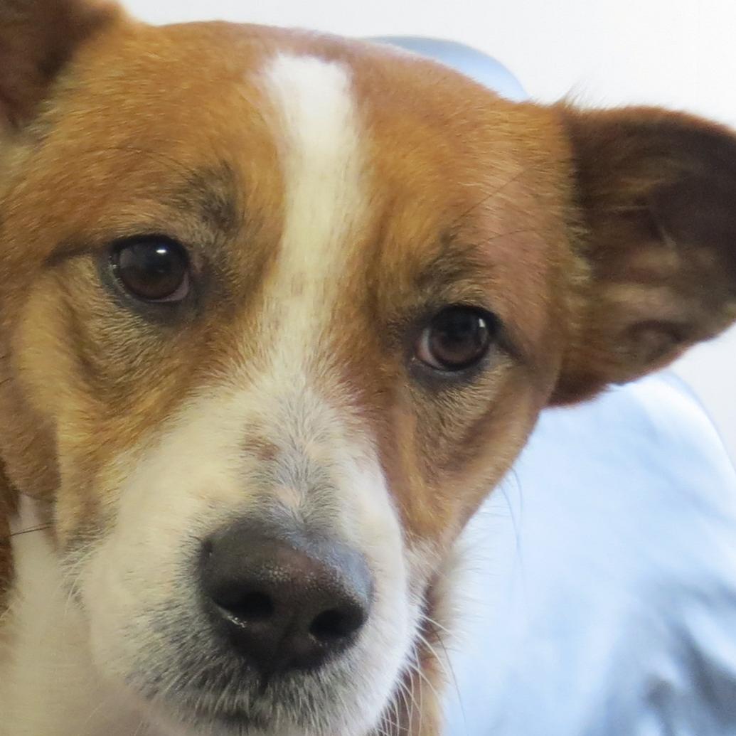 Tiere in Not - VOX-DOCMA TV - Mischlingshndin Cissy sucht ein neues Zuhause Tiere in Not - VOX-DOCMA TV - Mischlingshndin Cissy sucht ein neues Zuhause
