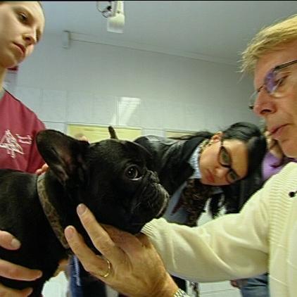 tk lüneburg bulldogge tk lüneburg bulldogge