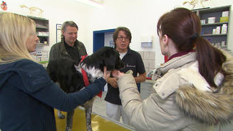 Ist der Bordercollie-Mix gefährlich?