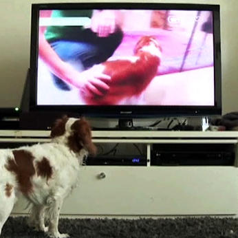 dog tv dog tv