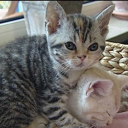 Tiergeschichten2 - Drahthaarkatzen Tiergeschichten2 - Drahthaarkatzen