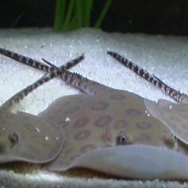 tiergeschichten1 a2 tiergeschichten1 a2