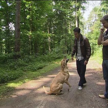 hundeprofi a2 hundeprofi a2