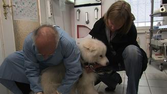 Kleine Hunde mit großem Bewegungsdrang