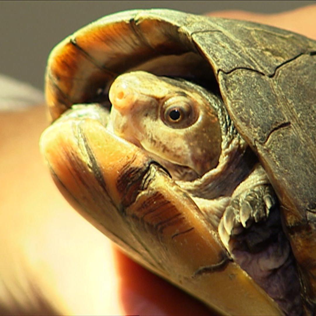 Dennert Schildkroete Dennert Schildkroete