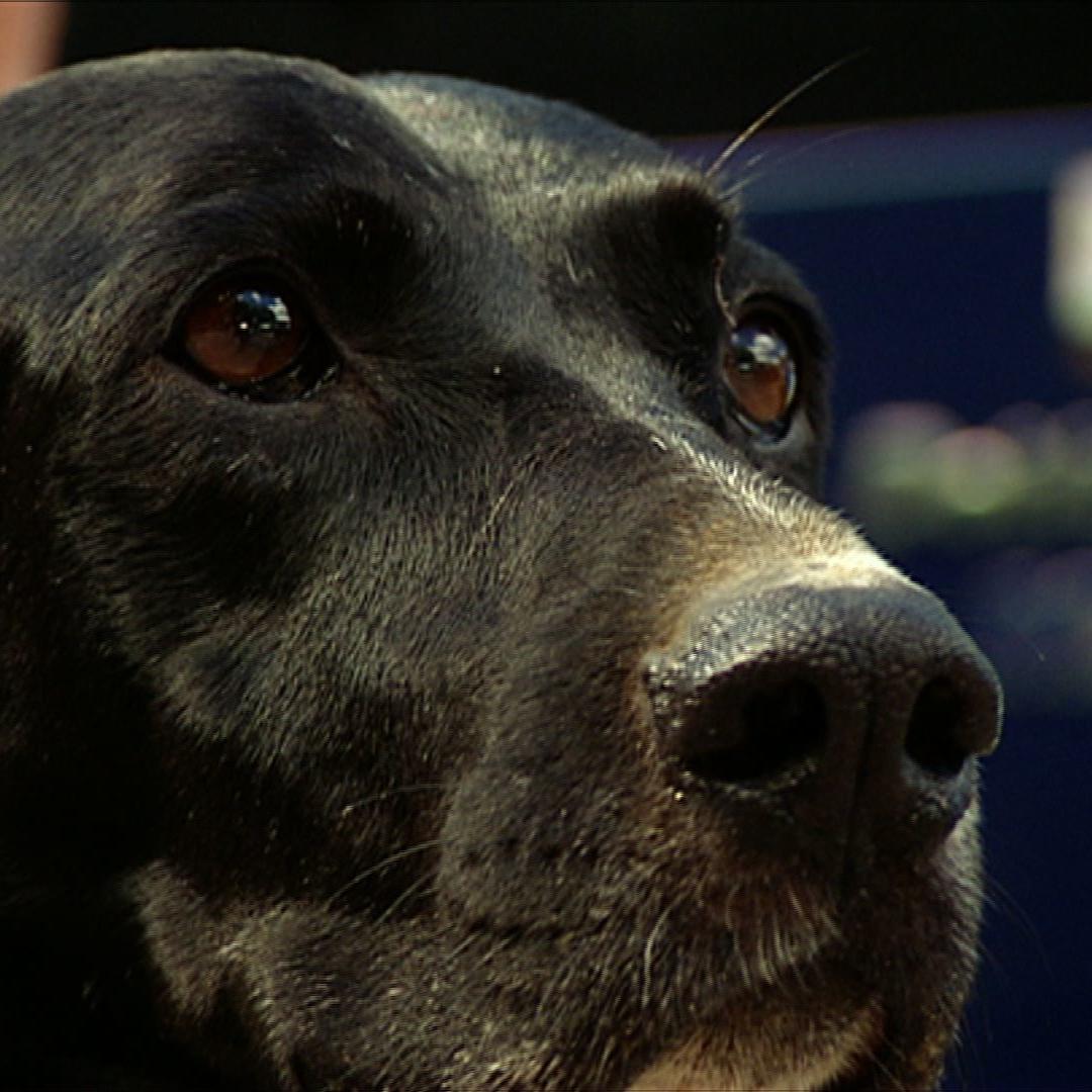 th koblenz Labrador