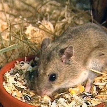 hamster 02 hamster 02