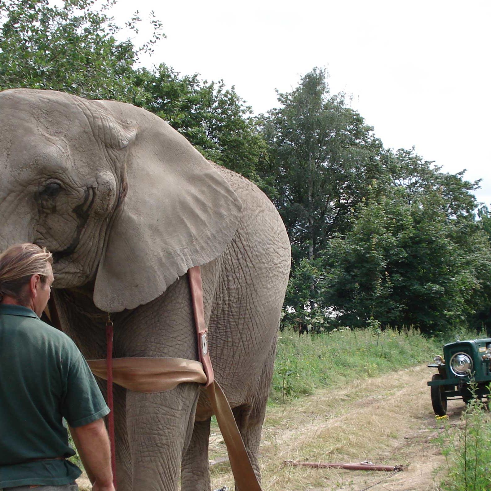WW Folge 13 Elefant 1 WW Folge 13 Elefant 1