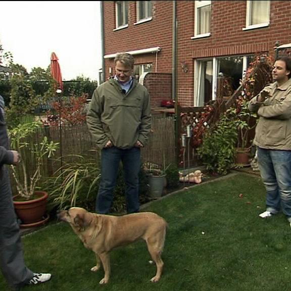 hundeprofi b hundeprofi b