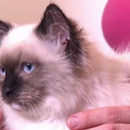Tiergeschichten3 - VOX - Leonardo soll kastriert werden